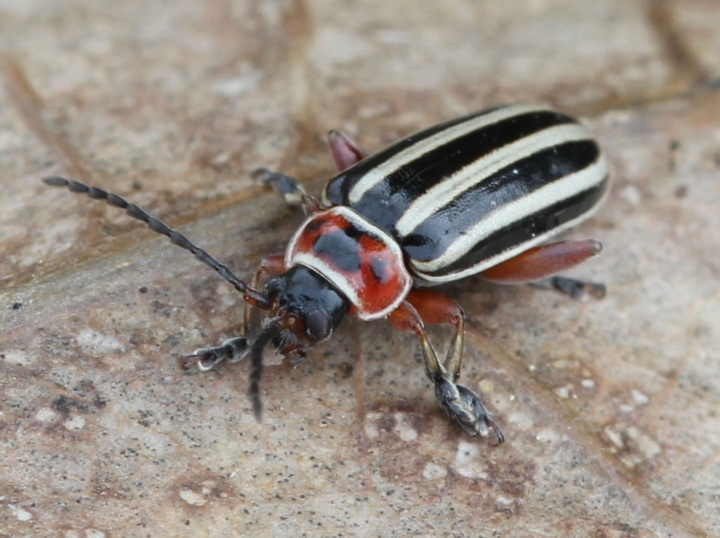 Beetle